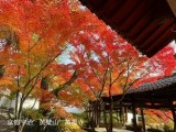 京都　宇治　紅葉　観光スポット