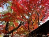 京都　宇治　紅葉　観光スポット