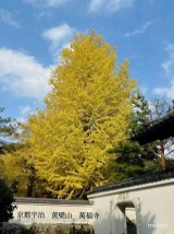 京都　宇治　紅葉　萬福寺